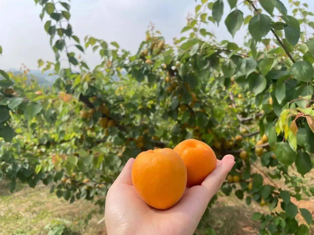 杏吧十年
