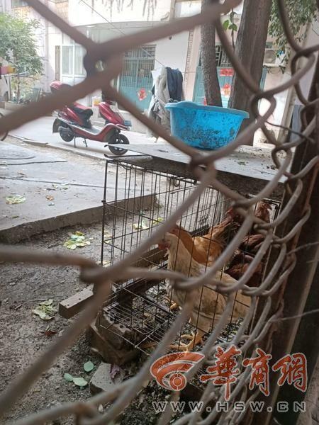 五幼区鸡窝晚上通常几点关门