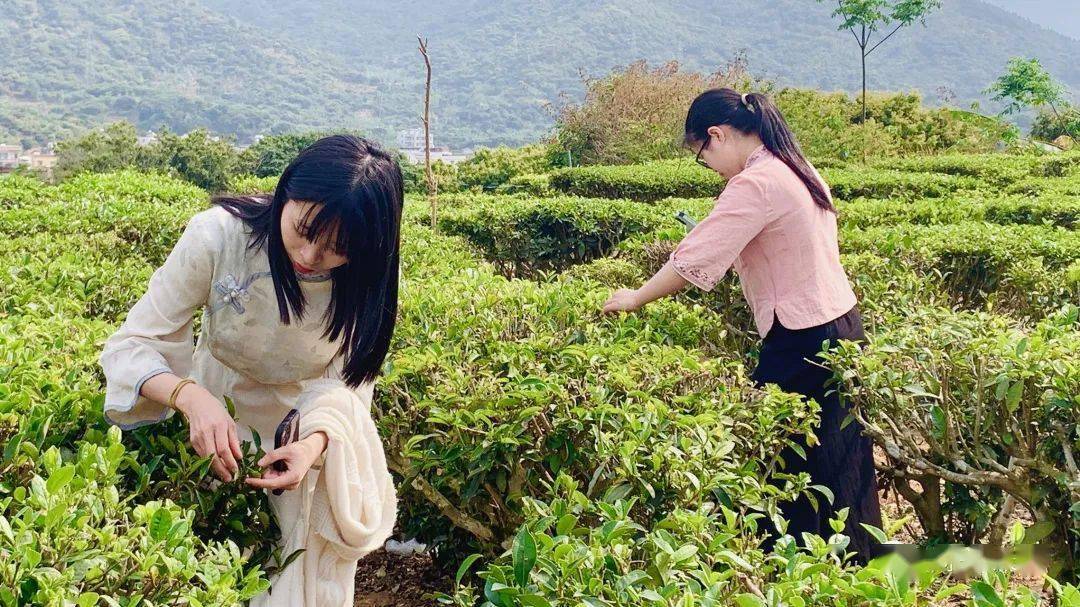 茶园幼妹儿一条街在哪里