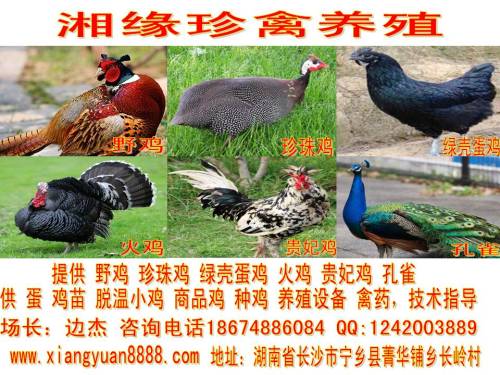 内江哪个处所有野鸡