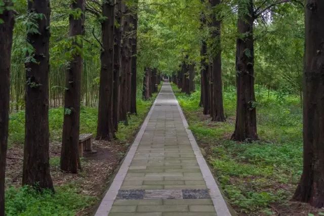 苏州小树林50块钱的
