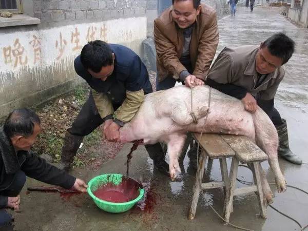 闵行鸡窝搬哪里了