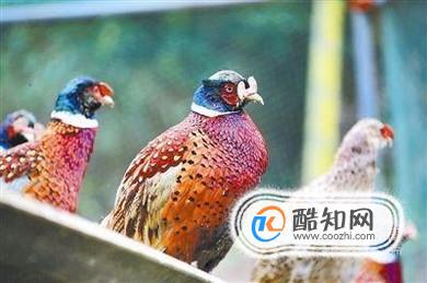 晚上找野鸡的窍门