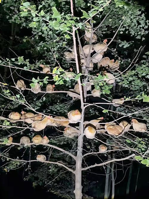 包鸡过夜会提前走吗
