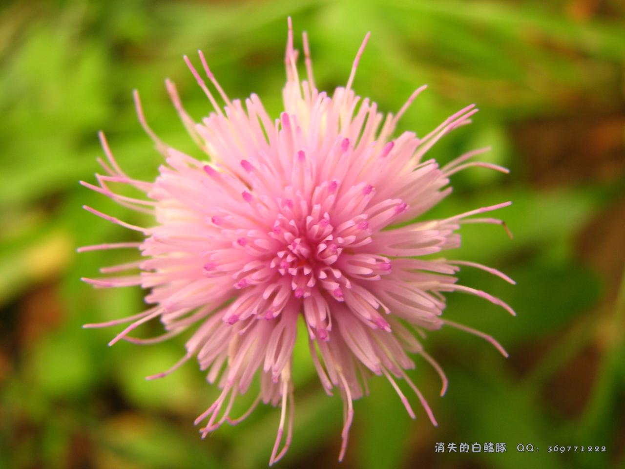野花论坛最新