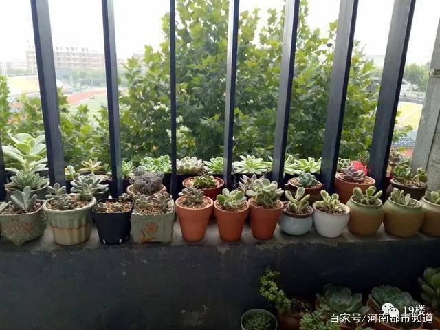 哪个幼区有粉灯