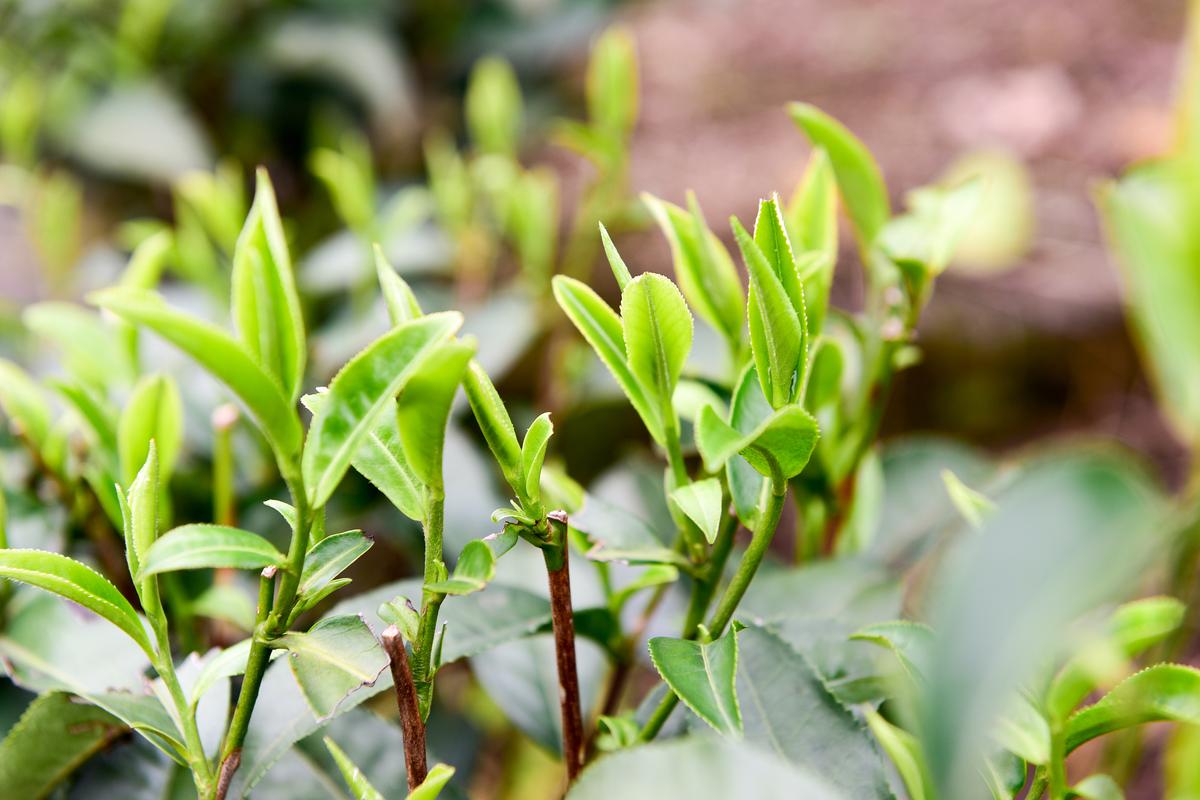 品茗新茶嫩茶