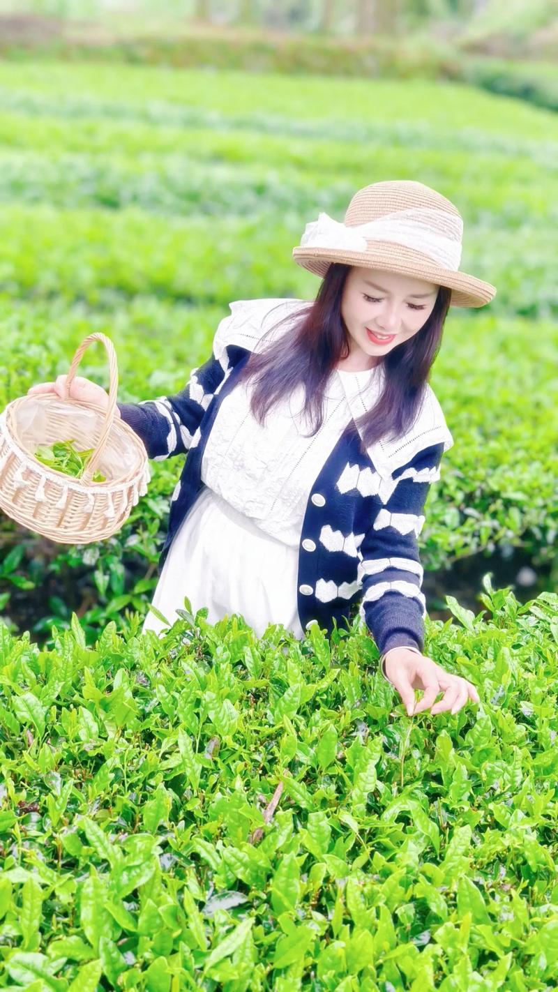 昭通新茶上市美女预约