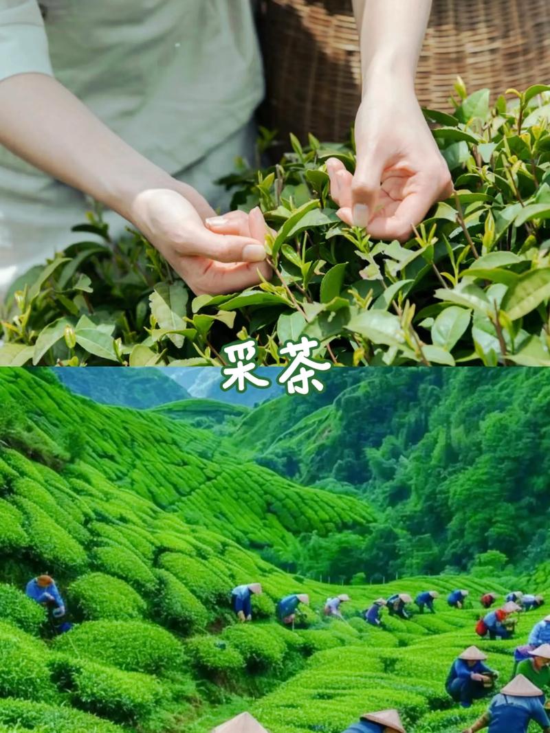 昭通怎么进品茶群