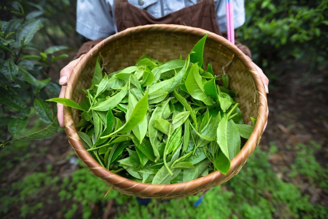 上海若何知路左近有没有特殊的茶