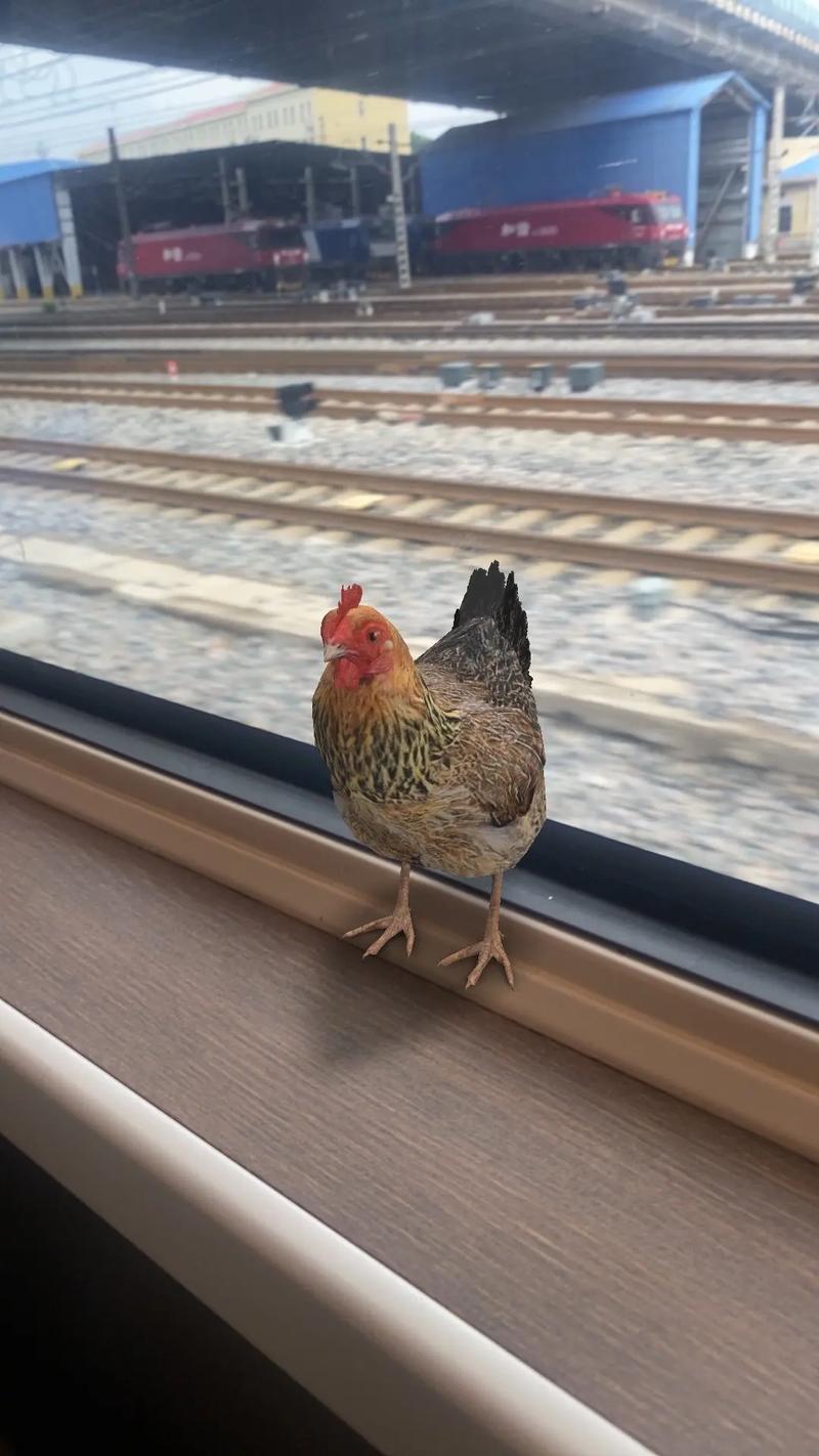 荆门火车站有鸡吗