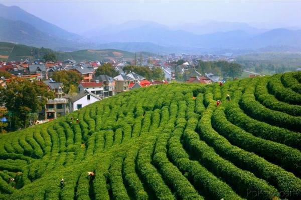 杭州茶园快餐3小时包括哪些服务
