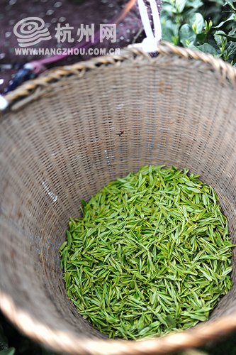 荆门嫩茶论坛