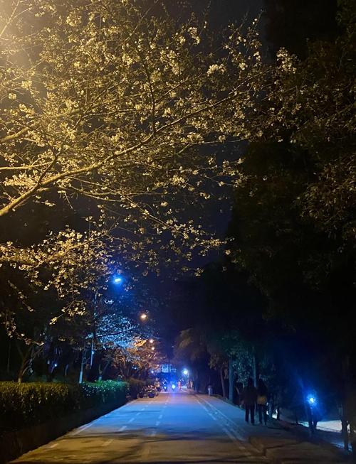武汉大学城包夜