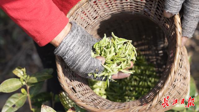武汉喝茶资源新茶嫩茶
