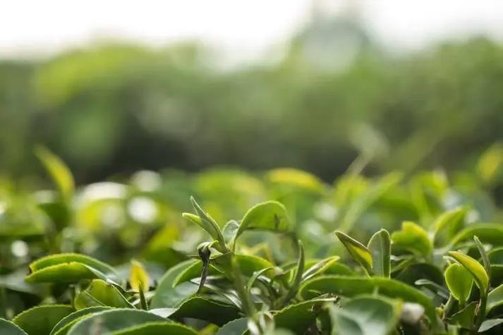 漯河嫩茶论坛