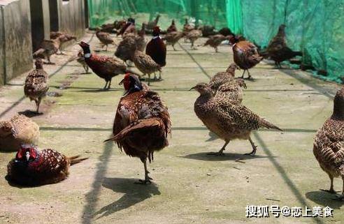 漯河野鸡在什么处所
