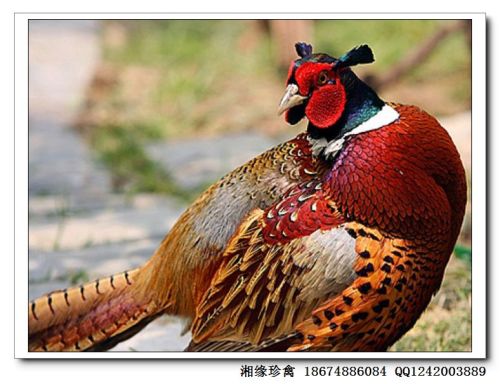 北京野鸡最多的街路是哪里