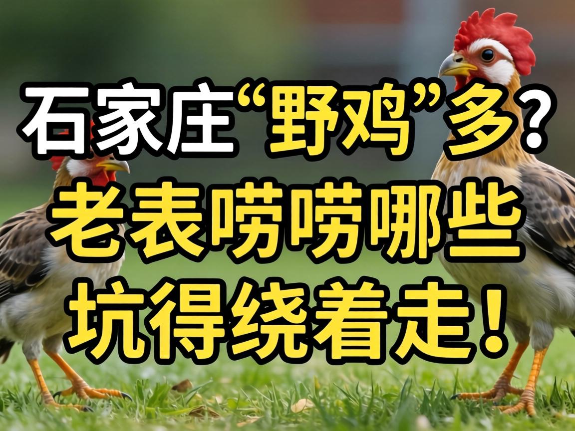 ʯ��ׯ��Ұ���������ϱ�������Щ�ӵ������ߣ�