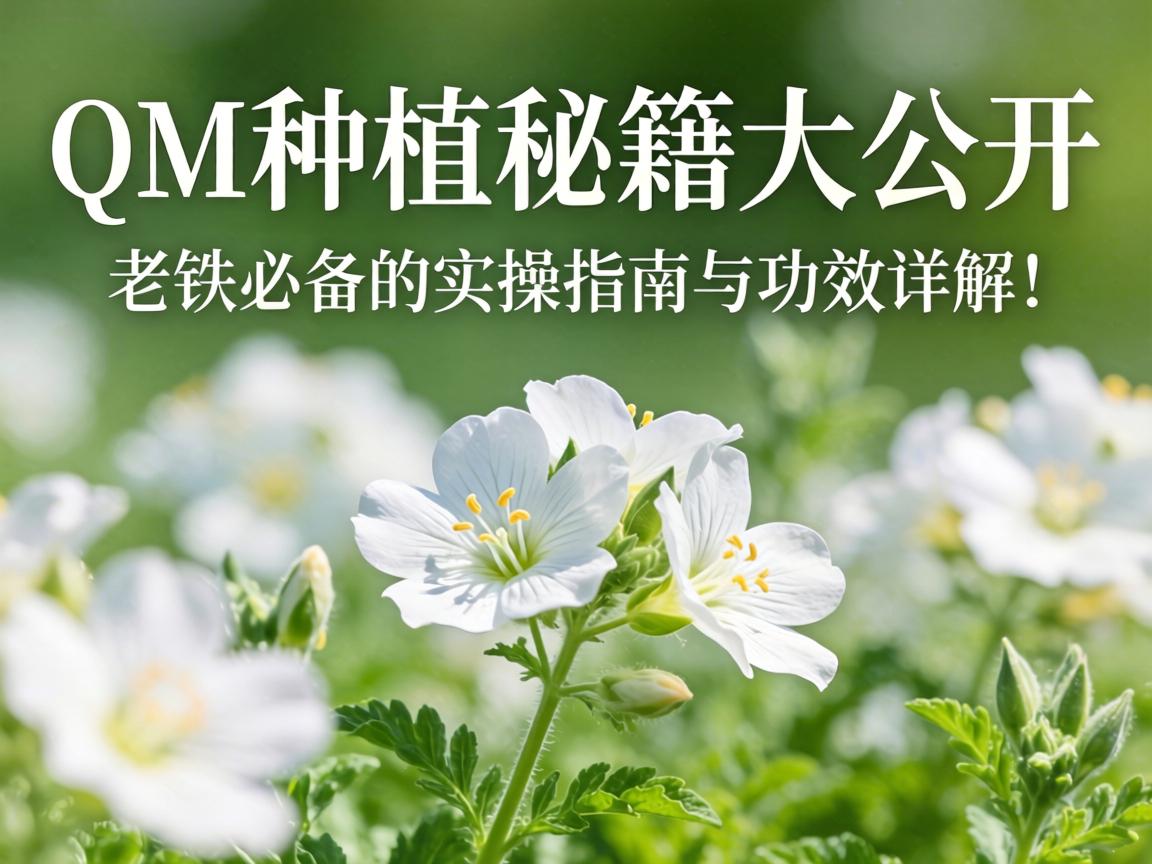 �׻���QM��ֲ�ؼ�����棺�����ر���ʵ��ָ���빦Ч��⣡