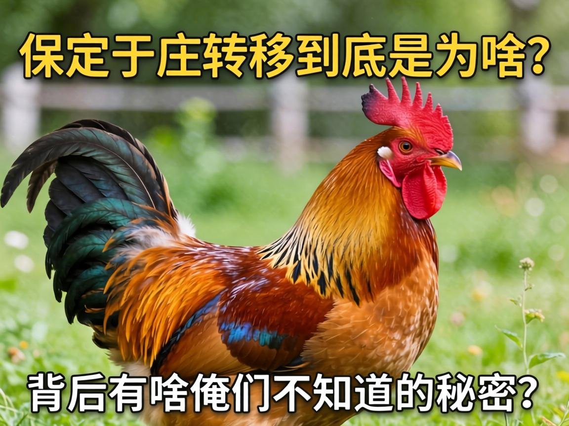 ������ׯ����ת�ƾ�����Ϊɶ��������ɶ���ǲ�֪����������