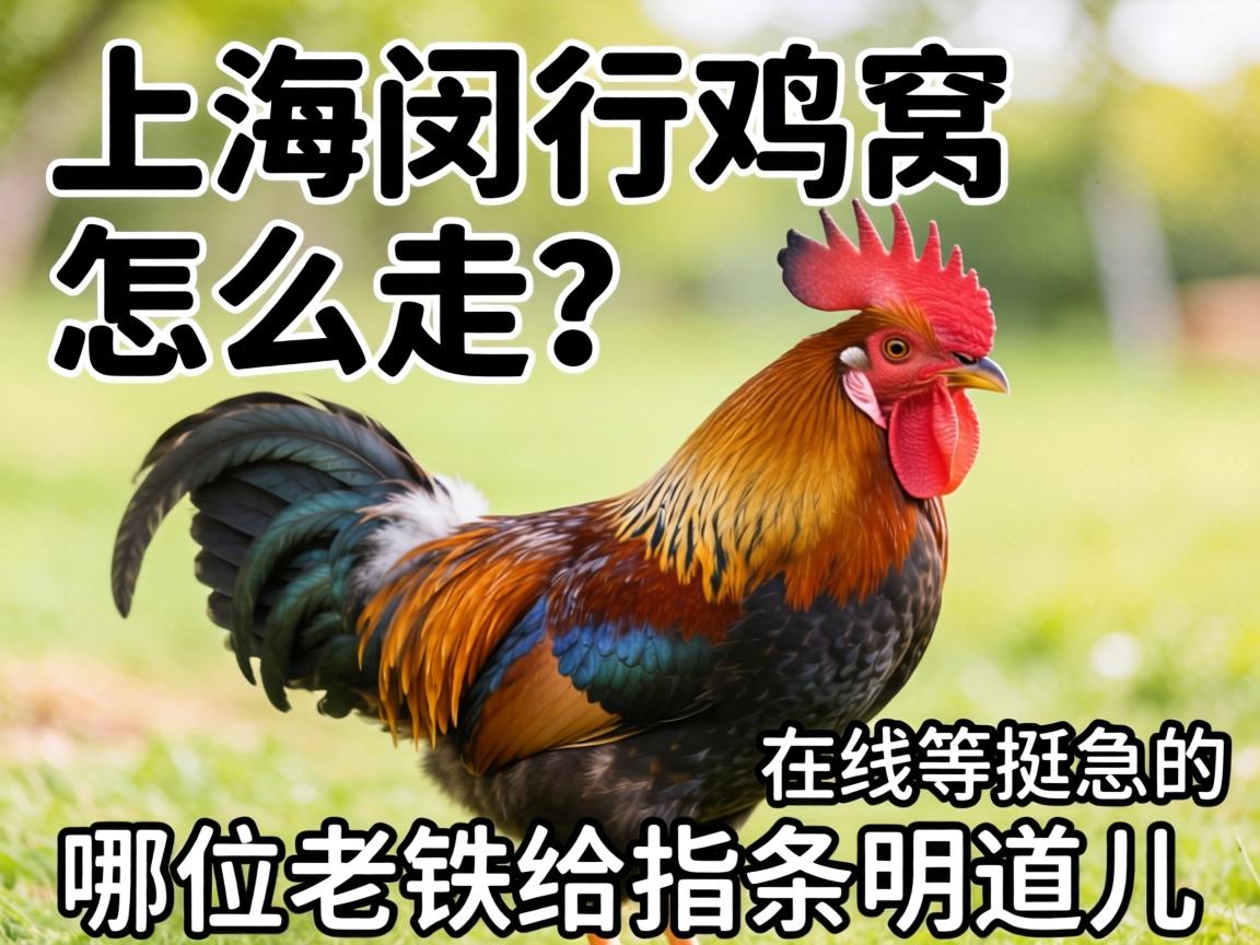 上海闵行鸡窝怎么走?在线等挺急的,哪位老铁给指条明道儿?