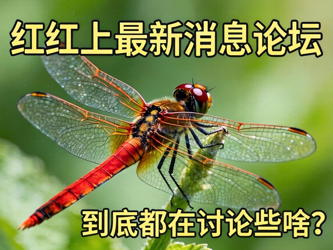 红蜻蜓最新消息论坛上到底都在讨论些啥？