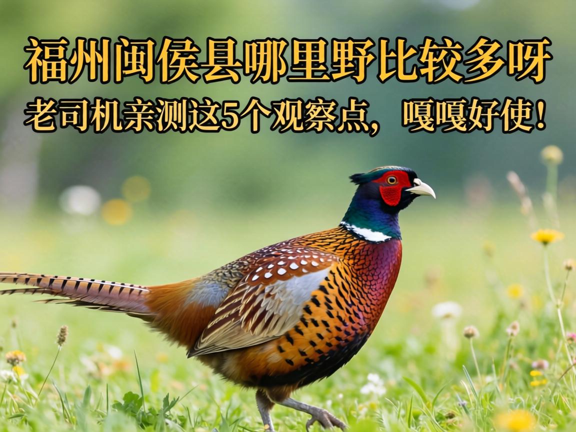 福州闽侯县那里野鸡较量多呀？？老司机亲测这5个视察点，，，，，嘎嘎好使！