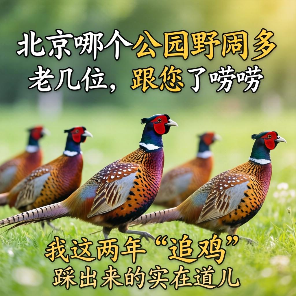 北京哪个公园野鸡多？？？老几位，，，，，跟您了唠唠我这两年“追鸡”踩出来的着实道儿